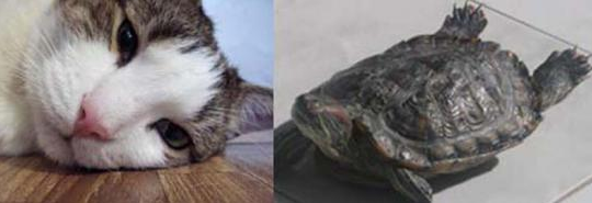 Monday's Pets of the Week!